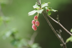 春の幻　8