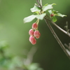春の幻　8