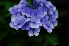 葉っぱに宝石❣️