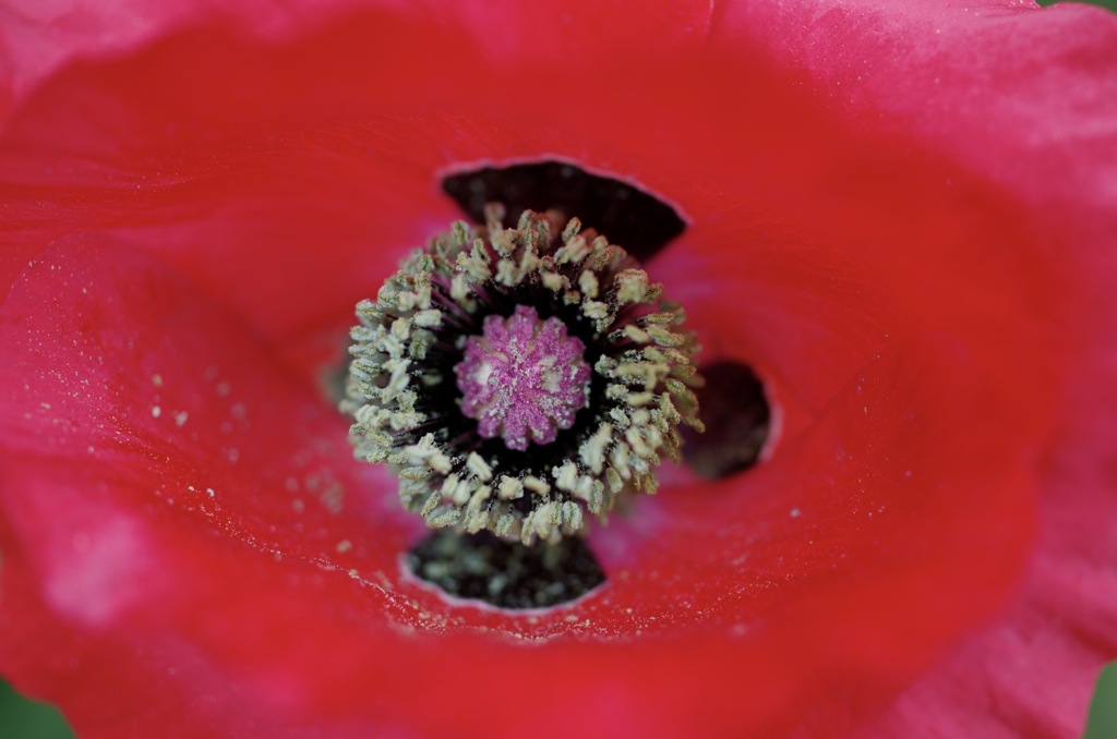 赤く咲くのはケシの花