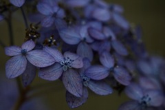 渋青紫の紫陽花