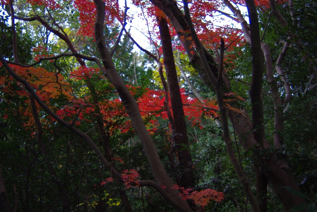 隙間に紅が映える