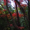 隙間に紅が映える