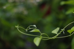 どこにからんでやろうか？