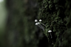 マクロなキノコたち　3