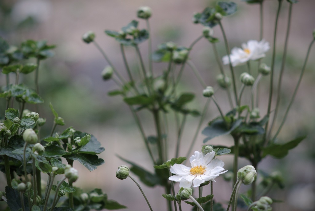 白の秋明菊