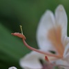 蕊がカタツムリ型