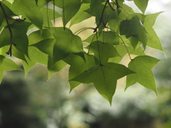 フウの木陰で