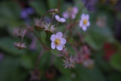 我が家のプランターイチゴ