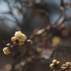 春