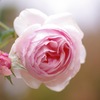 雨上がりの薔薇  2