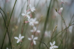白蝶草