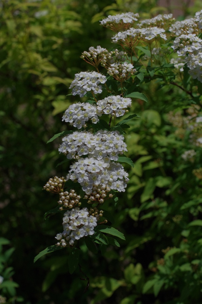 小手毬？  違うような、、