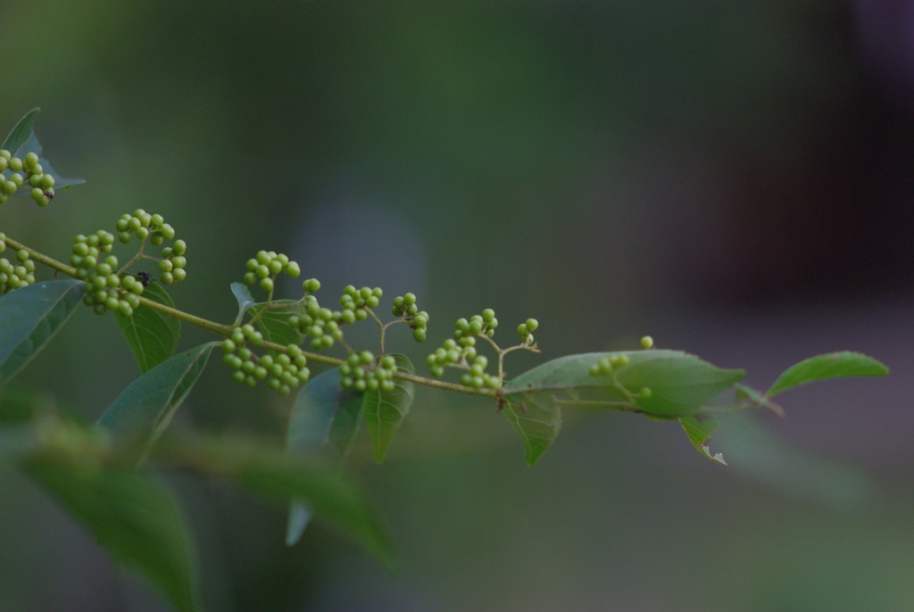 まだ緑だけどコムラサキ     かな？