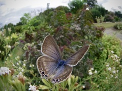 ウラナミシジミ