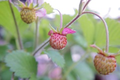 我が家のプランターイチゴ