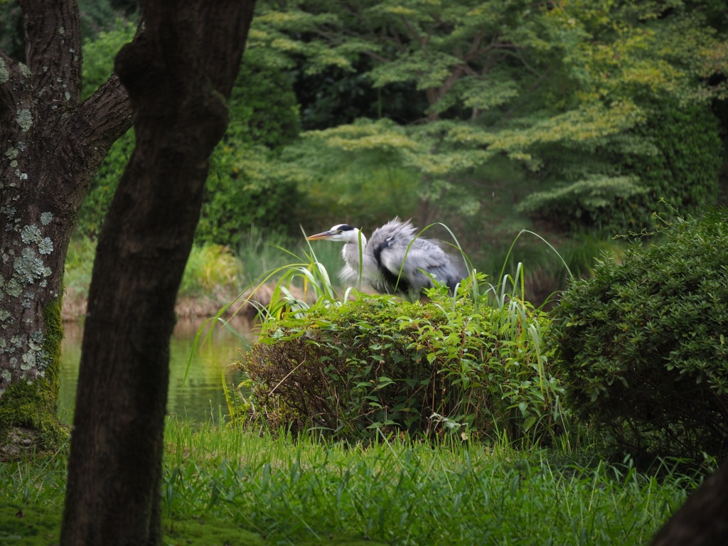 )))ブルンブルン(((