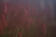 天然ソフトフォーカスレンズで