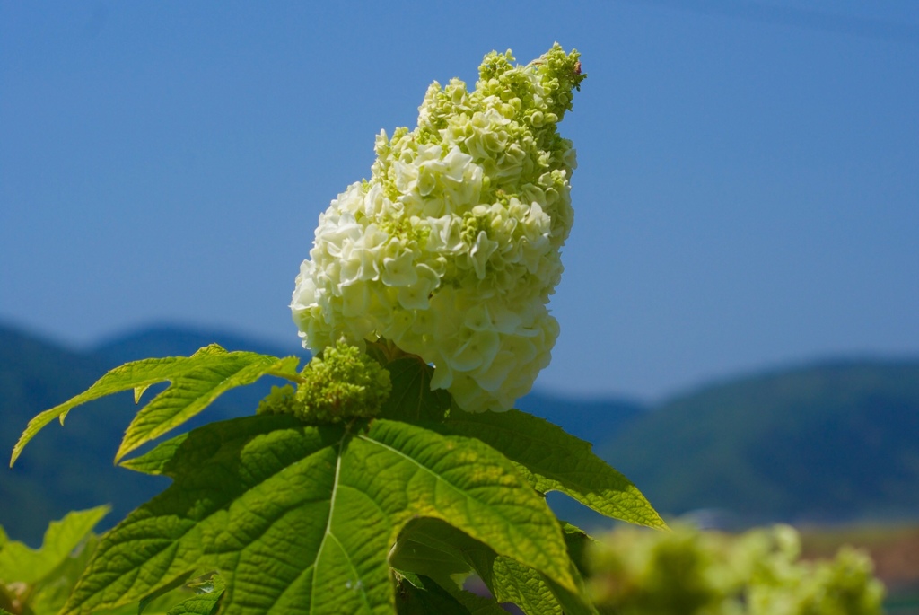 嵐山に向かって