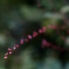 軌道