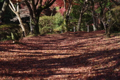 落ち葉と影の道を