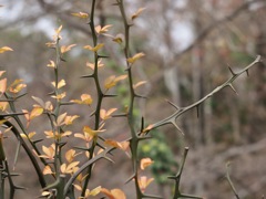 カラタチのト〜ゲ〜♪