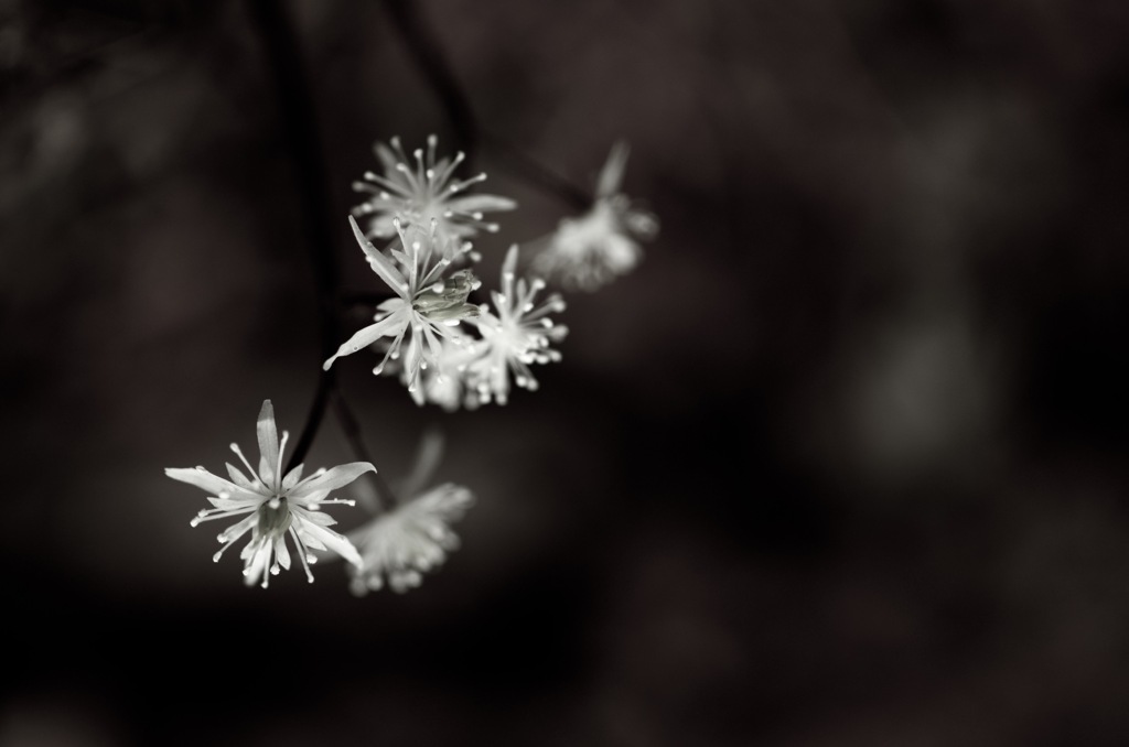 早春の線香花火