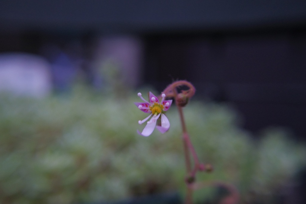 我が家のプランター ユキノシタ
