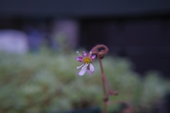 我が家のプランター ユキノシタ