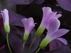 紫葉のカタバミ