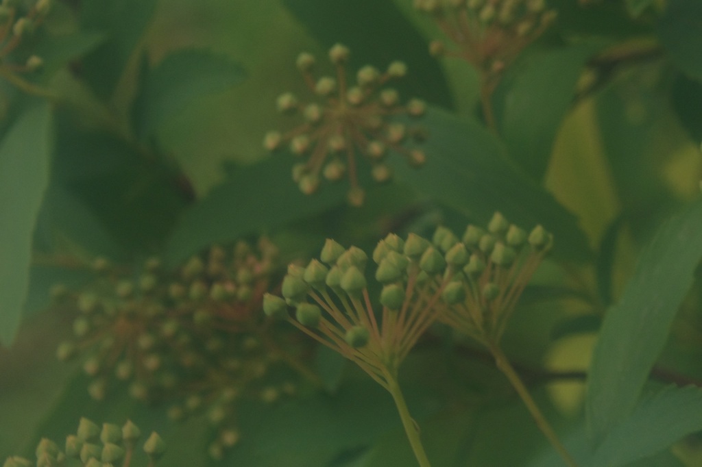 確か小さい花がたくさん咲くはず。