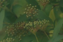 確か小さい花がたくさん咲くはず。