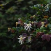 My 誕生花