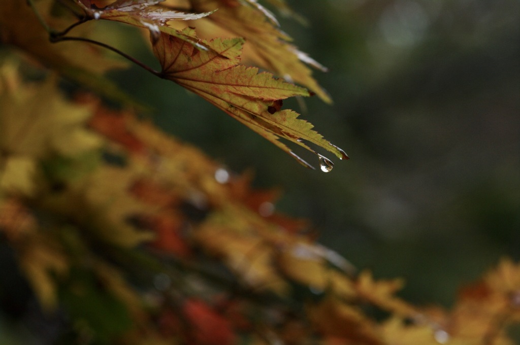 雨の日の紅葉