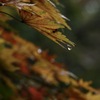 雨の日の紅葉