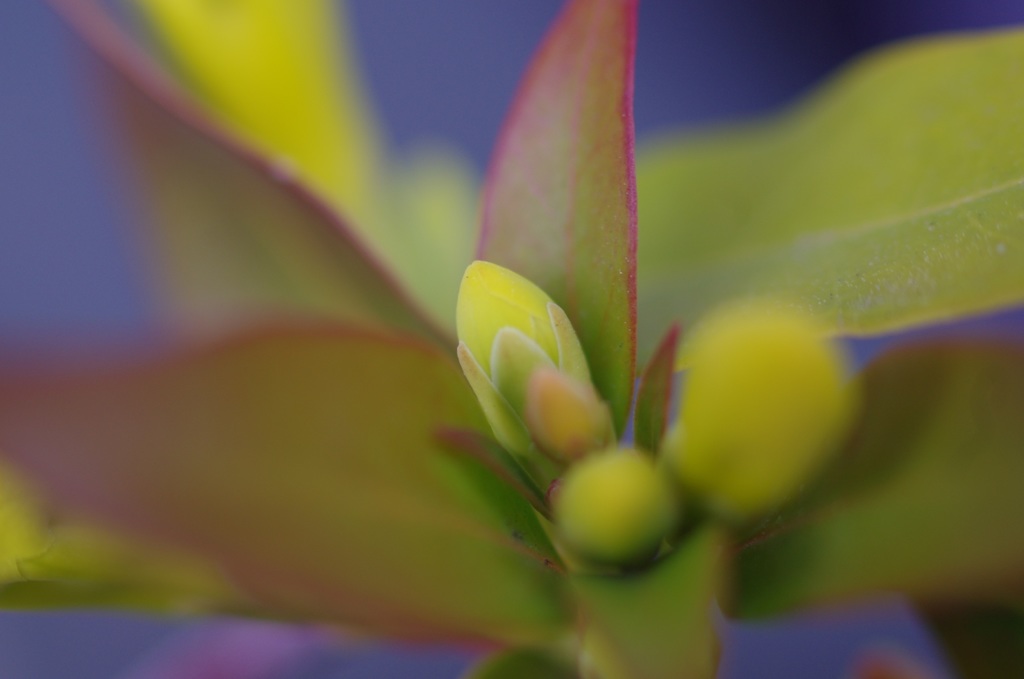 もうすぐ咲くぞ 