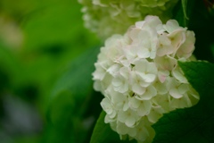 少しピンクが、、