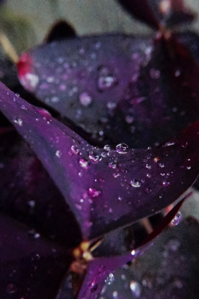 我が家のプランター