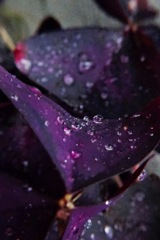 我が家のプランター