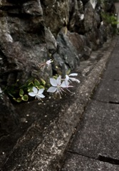 石垣の隙間から