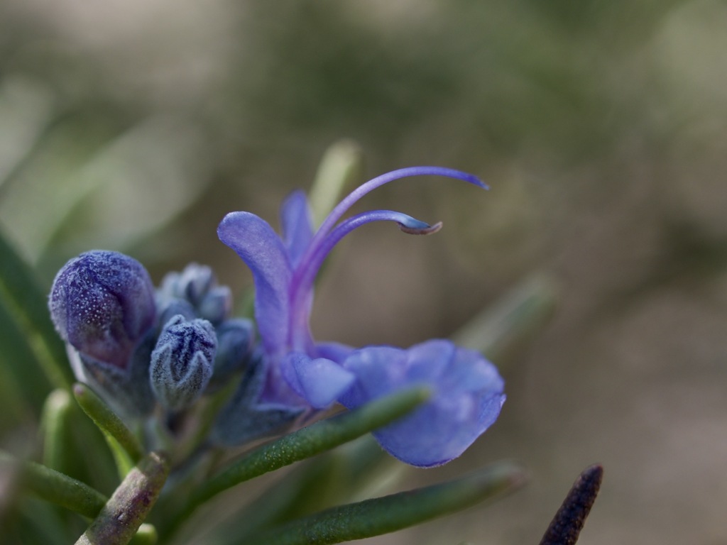 ローズマリーの青い花