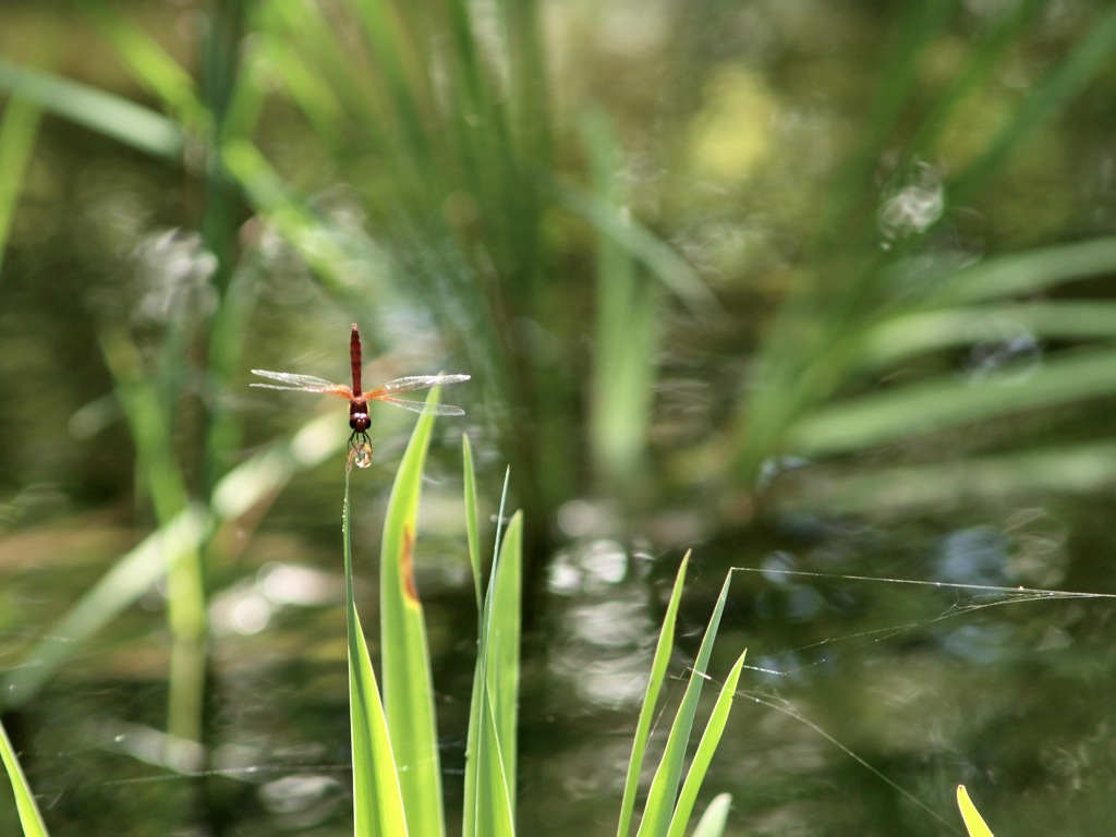 赤のシャチホコ