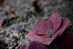 紫檀色の紫陽花