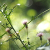 薊