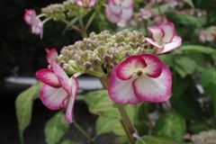 見たことない色