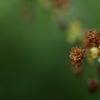 初夏のユキヤナギ