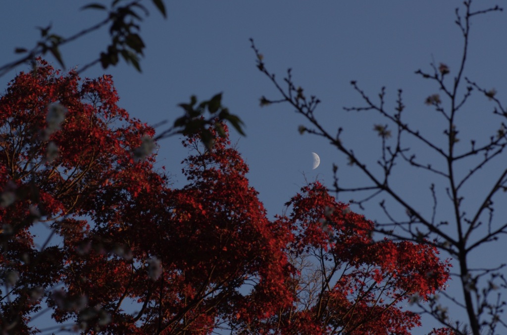 月と桜と紅葉と