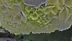 仕事場の紫陽花 3