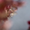 春のまぼろし
