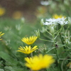 白い花　黄色い花